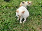 Котята кот(белый) и кошечка(трёхцветная)