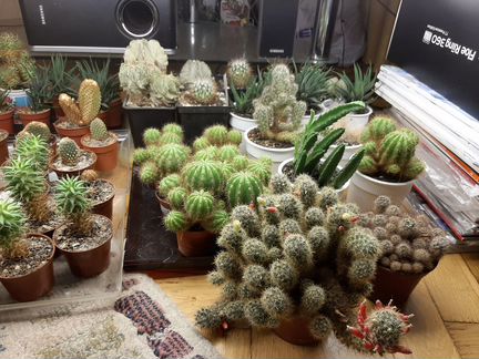 Кактусы и суккуленты