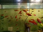 Меченосцы рубиновые- аквариумные рыбки