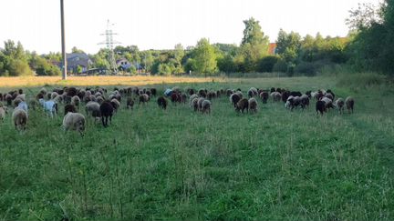 Овцы, бараны, ягнята и козы - фотография № 7