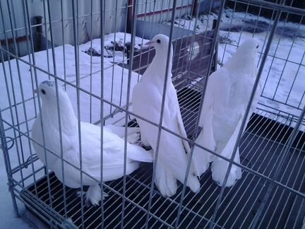 Бойные голуби