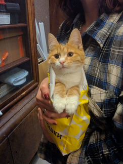 Котёнок ищет семью