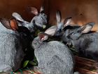 Кролики полтавское серебро