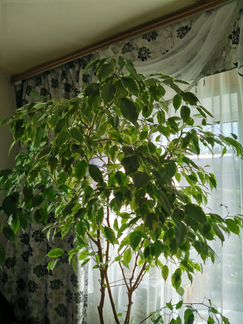 Бенджамина