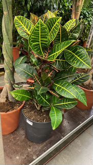 Кротон сорт Кодиеум Петра Н 85 см