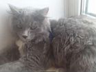 Сибирские котята породистые объявление продам