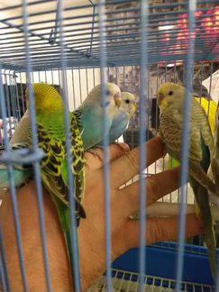 Самые ручные самцы разных окрасов