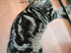 Шотландский кот вязка бесплатно объявление продам