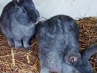 Продам кроликов, козлят от молочной мамы объявление продам