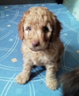 Щенки породы австралийский лабрадудль(Labradoodle)