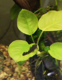 Чистильщики спиннинги наживки