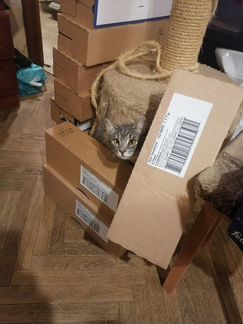 Кошка