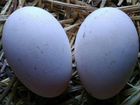 Яйцо гусиные инкубационное