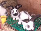 Кролики немецкий пёстрый великан новозеландский кр объявление продам