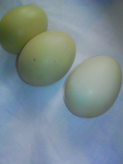 Инкубационное яйцо зеленое, голубое