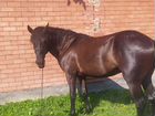 Продаю лошадь карачаевской породы рождённые инаход