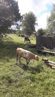 Корова и телок - фотография № 3