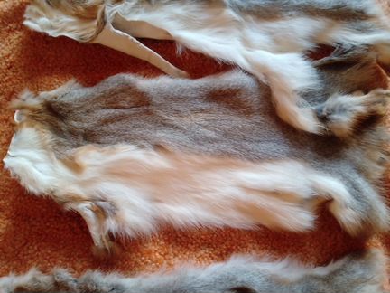 Шкурки белки 49 штук + 17 штук