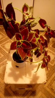 Крапива декоративная