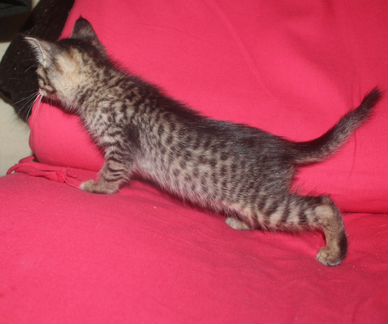 Котенок праправнук Сервала - savannah f5