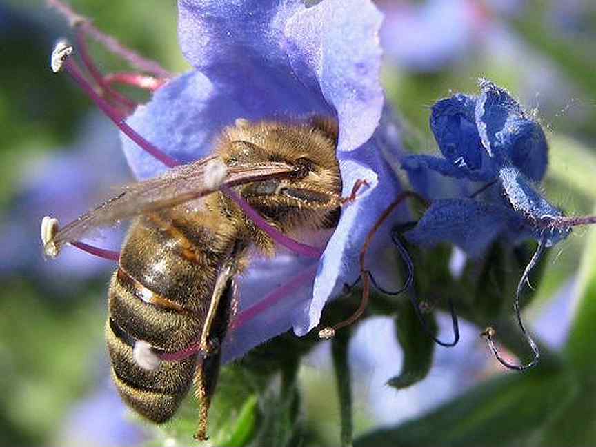Для привлечения пчел. Цветы медоносы на садовом участке. Опасные растения для пчёл. Растение медонос жёлтого цвета с синими глазками. Семена синяка медоноса купить.