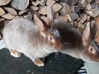 Кролики сатины объявление продам