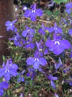 Яблоня декоративная ‘Ola’