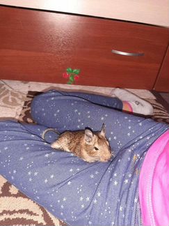 Дегу