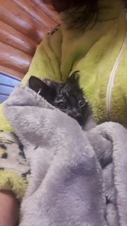 Котенок черный бесплатно 3 месяца