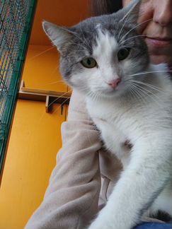 Котик ищет дом