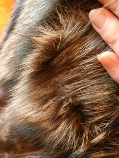 Шуба женская