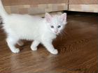 Белый котенок объявление продам