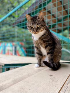 Кошка, которая гуляет сама по себе, в добрые руки