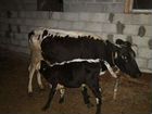 Корова дойная с телёнком,также можно купить телёнк