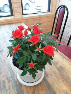 Роза кордана в для комнаты