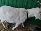 Зааненская коза, дойная. 4 года