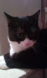 Котик в добрые руки