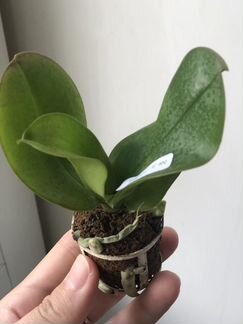 Орхидея Little Amaglad