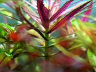Растения для аквариума, Аквалеон - (Благовещенск) объявление продам