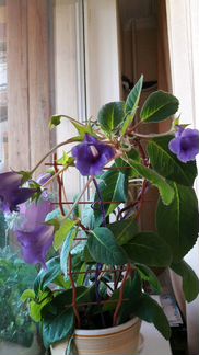 Тидея красивоцветущее растение