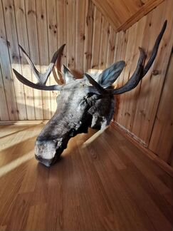 Лось. Чучело. Новый. Красавец