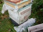 Ульи с пчелами объявление продам