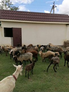 Романовские овцы - фотография № 6